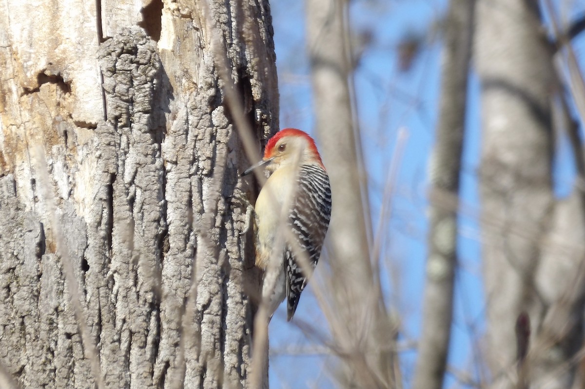 Red-bellied Woodpecker - ML615008009