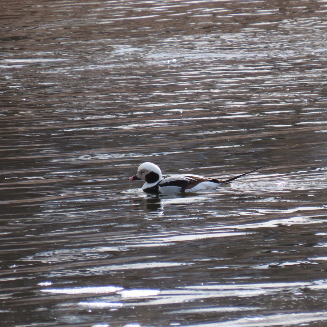 Long-tailed Duck - ML615008080