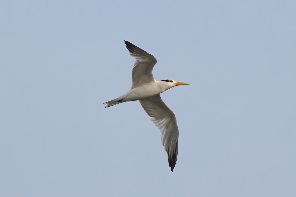West African Crested Tern - Alan Wilkinson