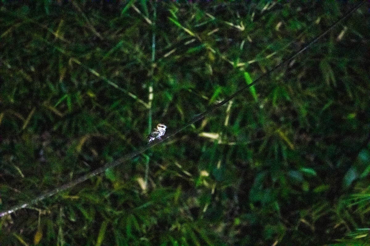 White-tailed Nightjar - ML615008355