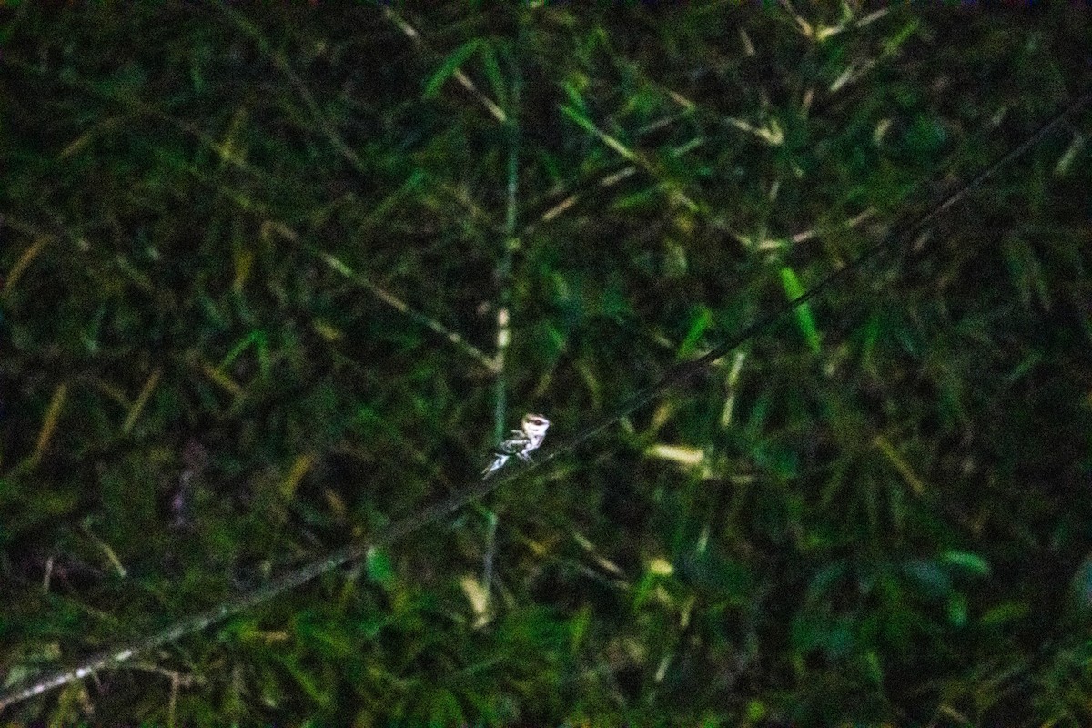 White-tailed Nightjar - ML615008356