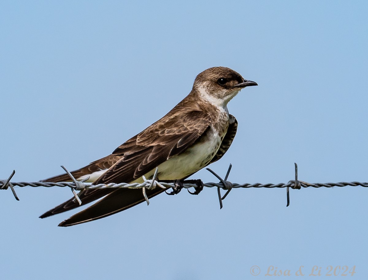 Brown-chested Martin - ML615008426