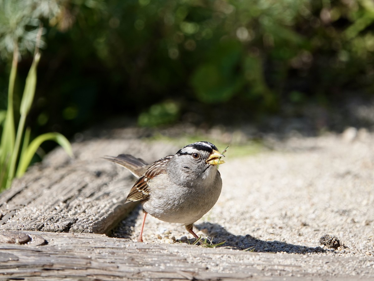 White-crowned Sparrow - ML615008635