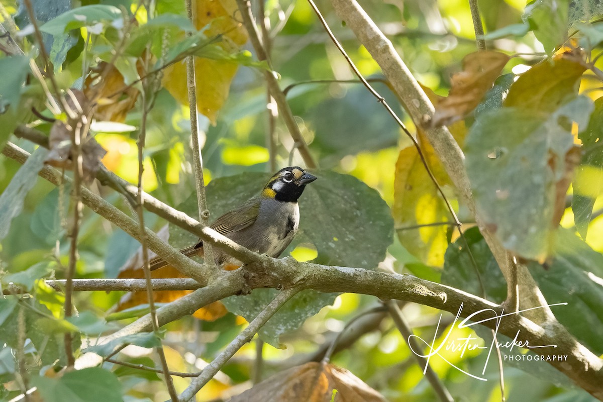 White-eared Ground-Sparrow - ML615008977