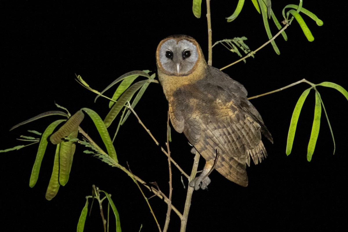 Ashy-faced Owl - ML615009013