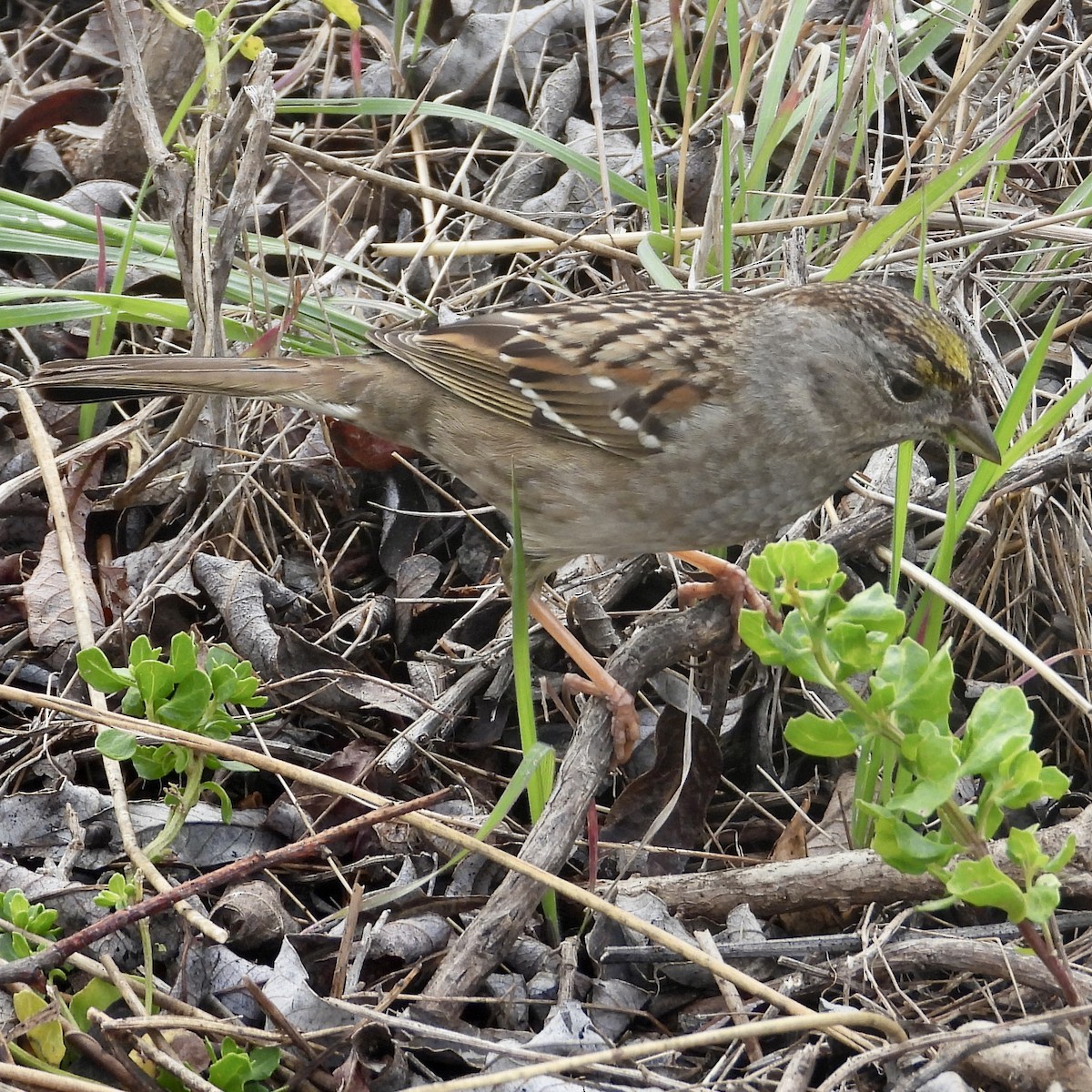 Golden-crowned Sparrow - ML615009046
