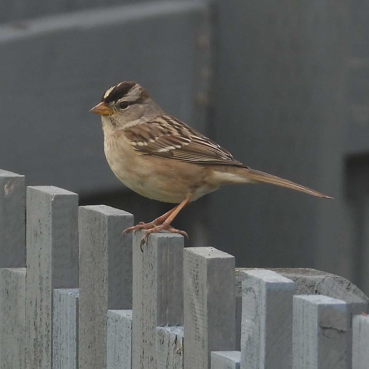 White-crowned Sparrow - ML615009095