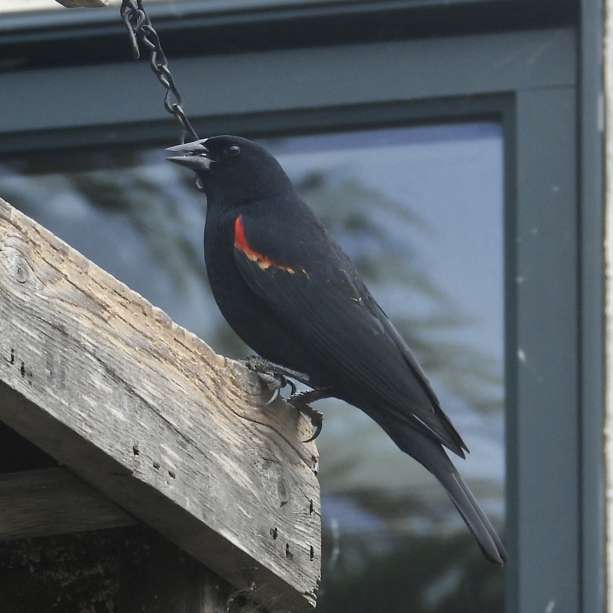 Red-winged Blackbird - ML615009103