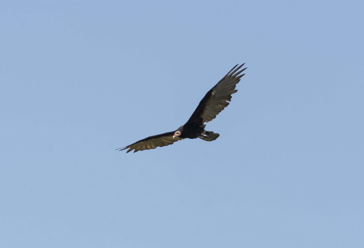 Lesser Yellow-headed Vulture - ML615009138