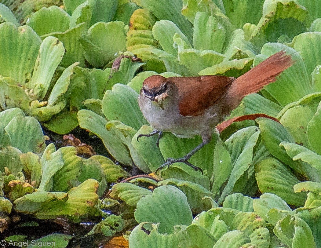 Yellow-chinned Spinetail - ML615009254