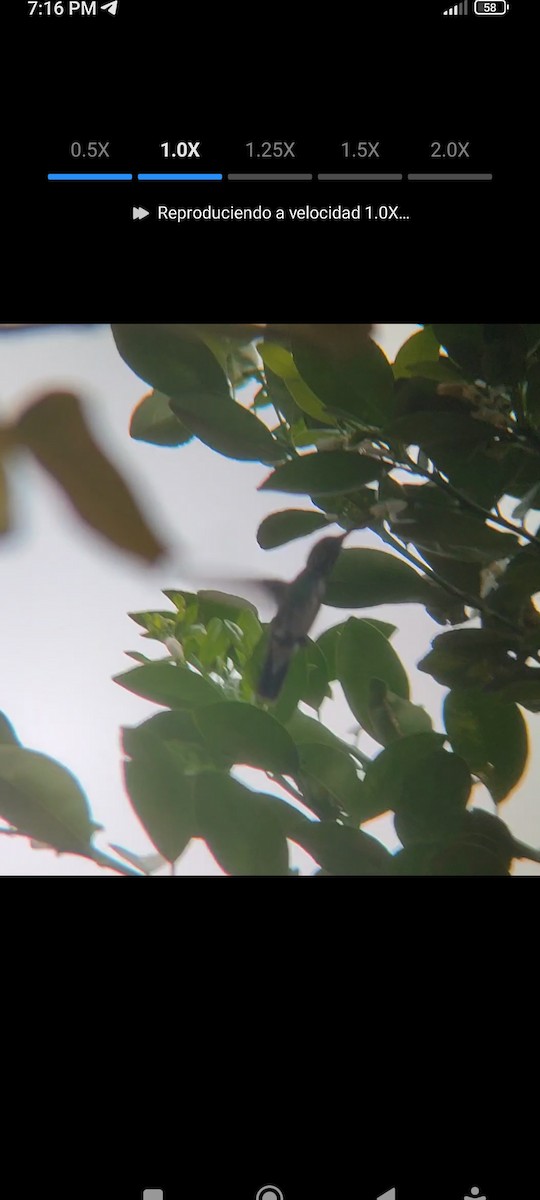 kolibřík rudozobý - ML615009404