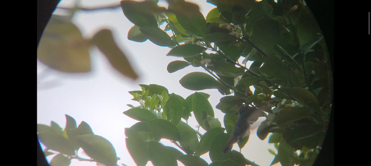 kolibřík rudozobý - ML615009406