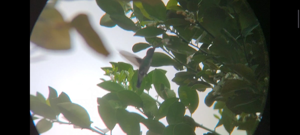 kolibřík rudozobý - ML615009409