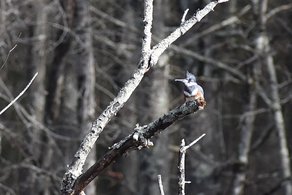 Belted Kingfisher - ML615009594