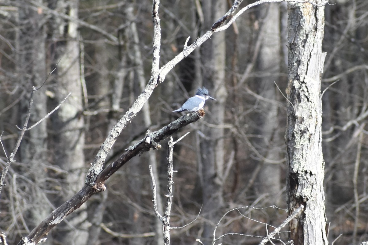 Belted Kingfisher - ML615009595