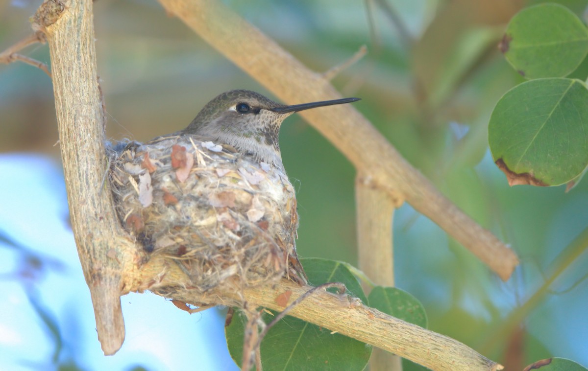 Anna's Hummingbird - ML615009610