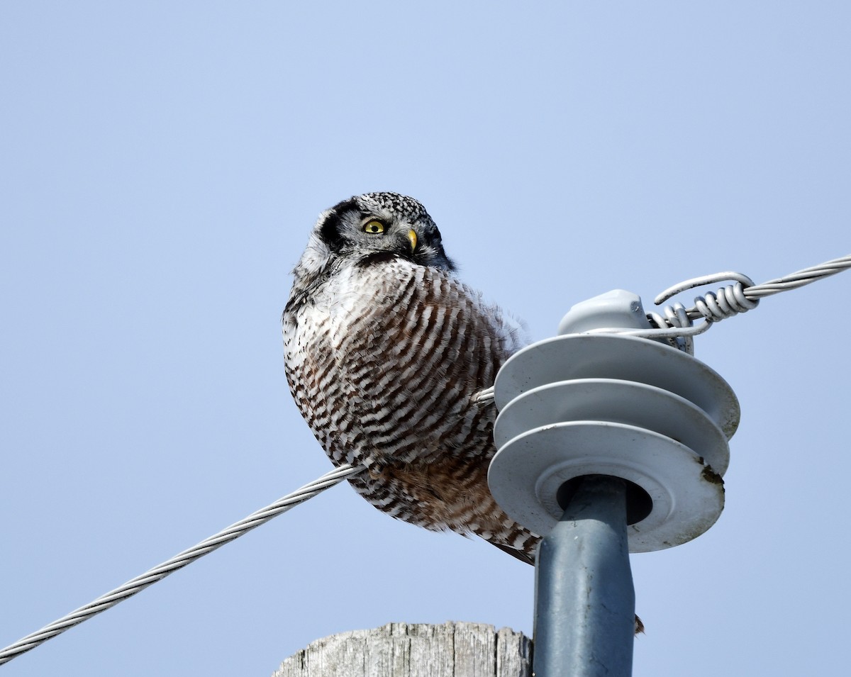 Northern Hawk Owl - ML615009668