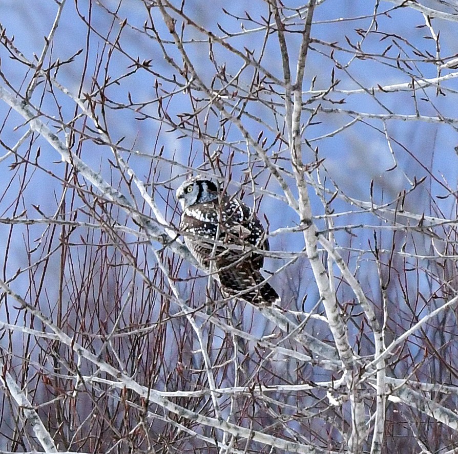 Northern Hawk Owl - ML615009674