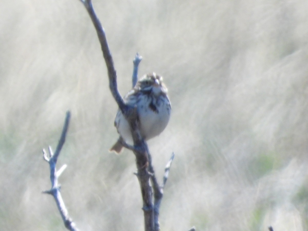 Savannah Sparrow - ML615009729