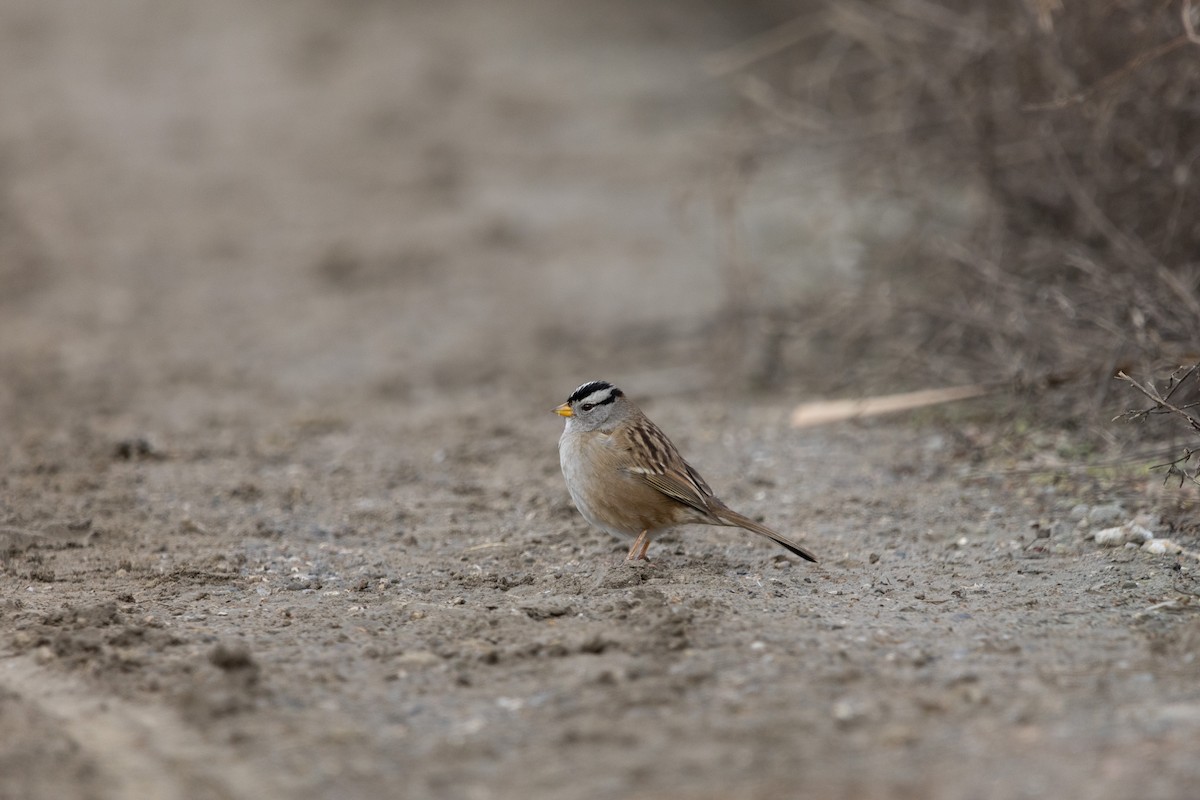 White-crowned Sparrow - Rohan Prinja