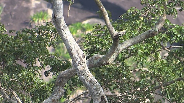 Lineated Woodpecker - ML615009896