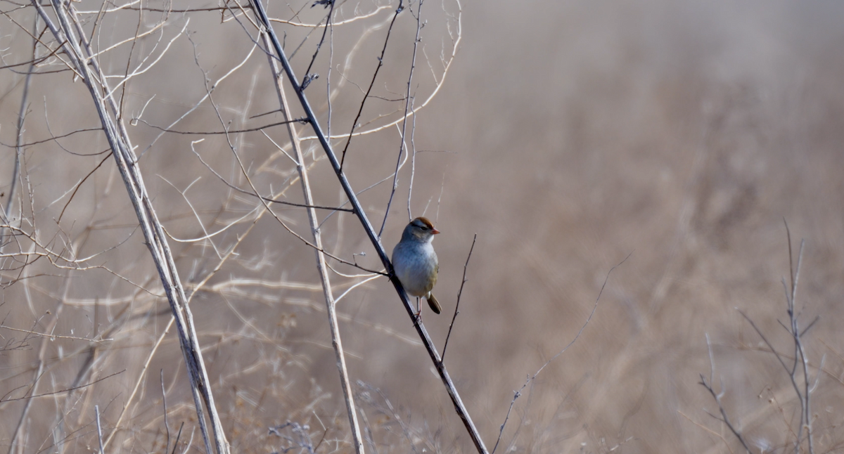 White-crowned Sparrow - ML615010264