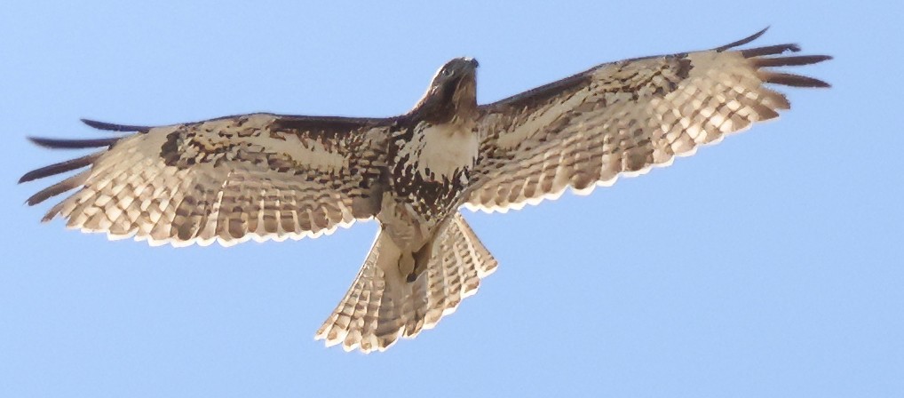 Red-tailed Hawk - ML615010325