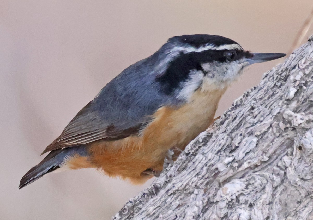Red-breasted Nuthatch - ML615010408