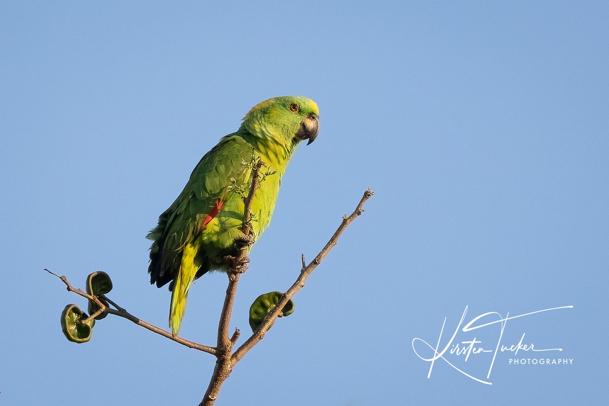 Yellow-naped Parrot - ML615010412