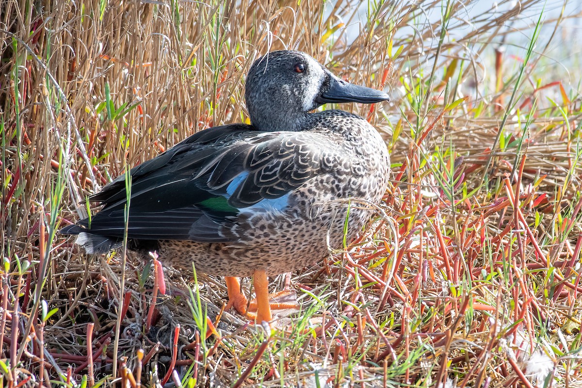 Blue-winged Teal - ML615010428