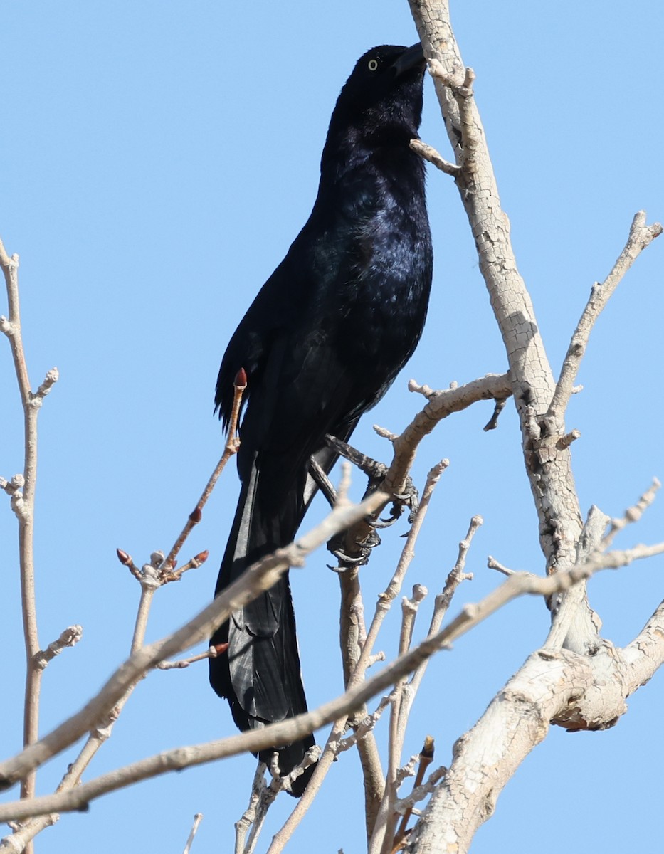 Great-tailed Grackle - ML615010485