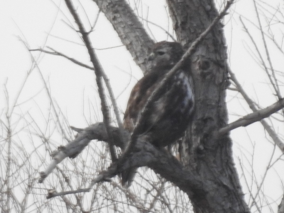 Red-tailed Hawk - ML615010501