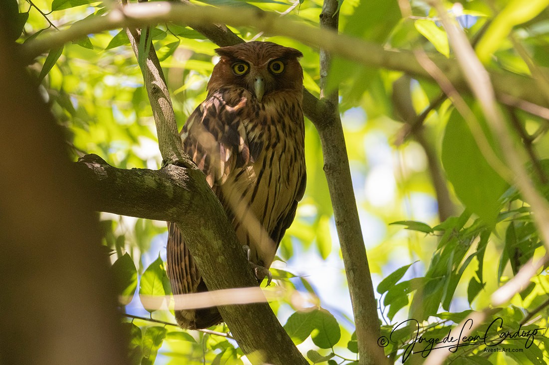 Philippine Eagle-Owl - ML615010529