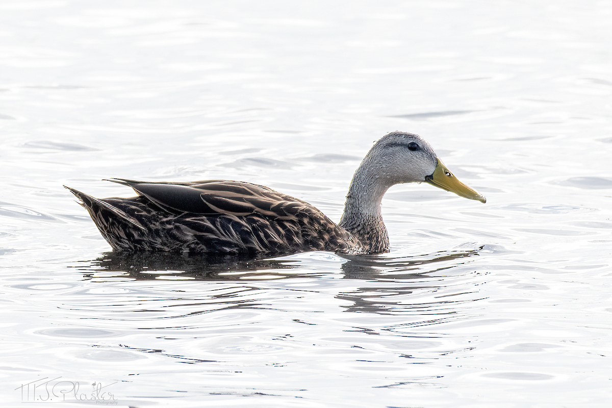 Mottled Duck (Florida) - ML615010583