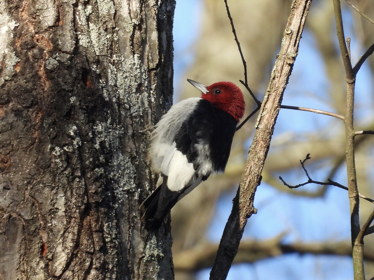 Red-headed Woodpecker - ML615010788