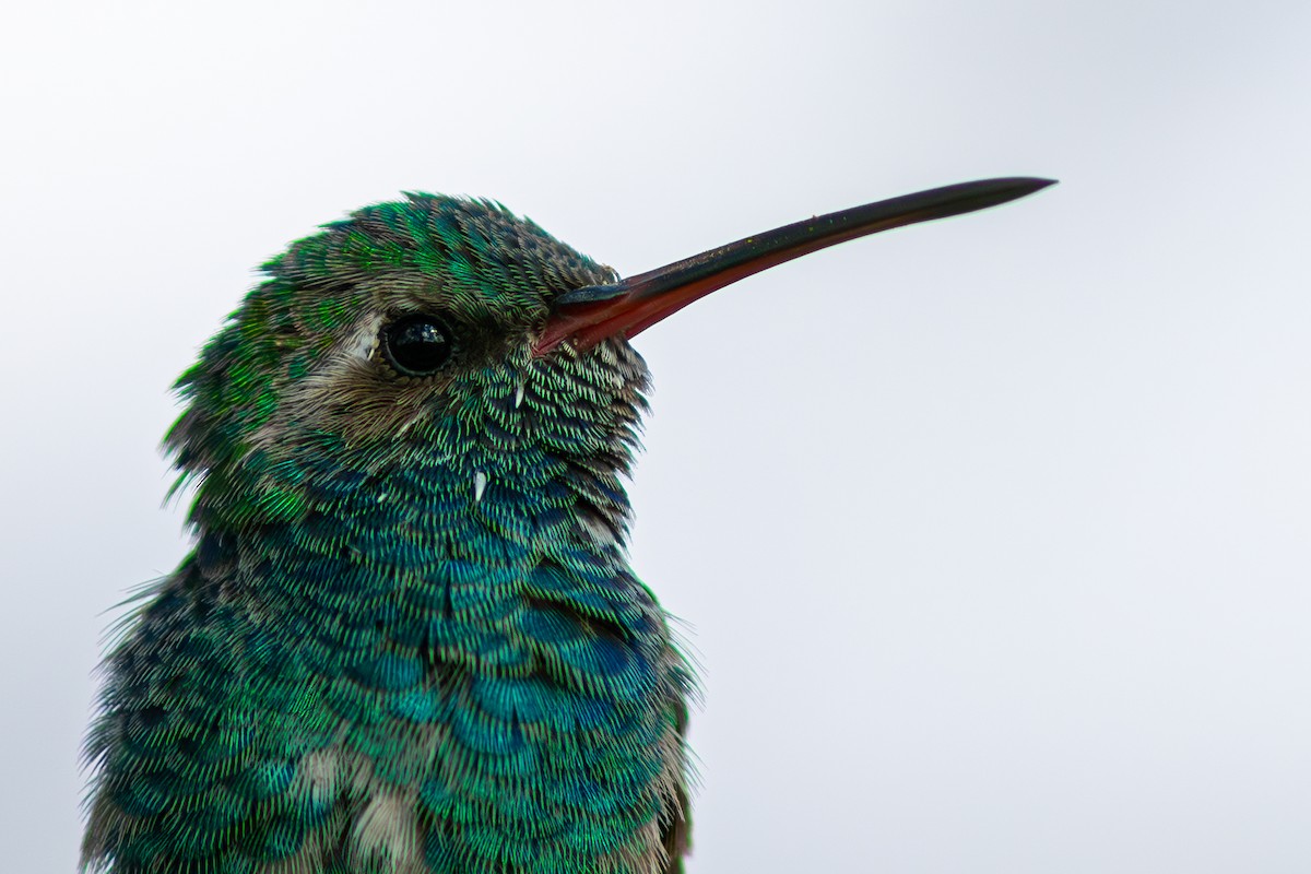 kolibřík širokozobý - ML615010801