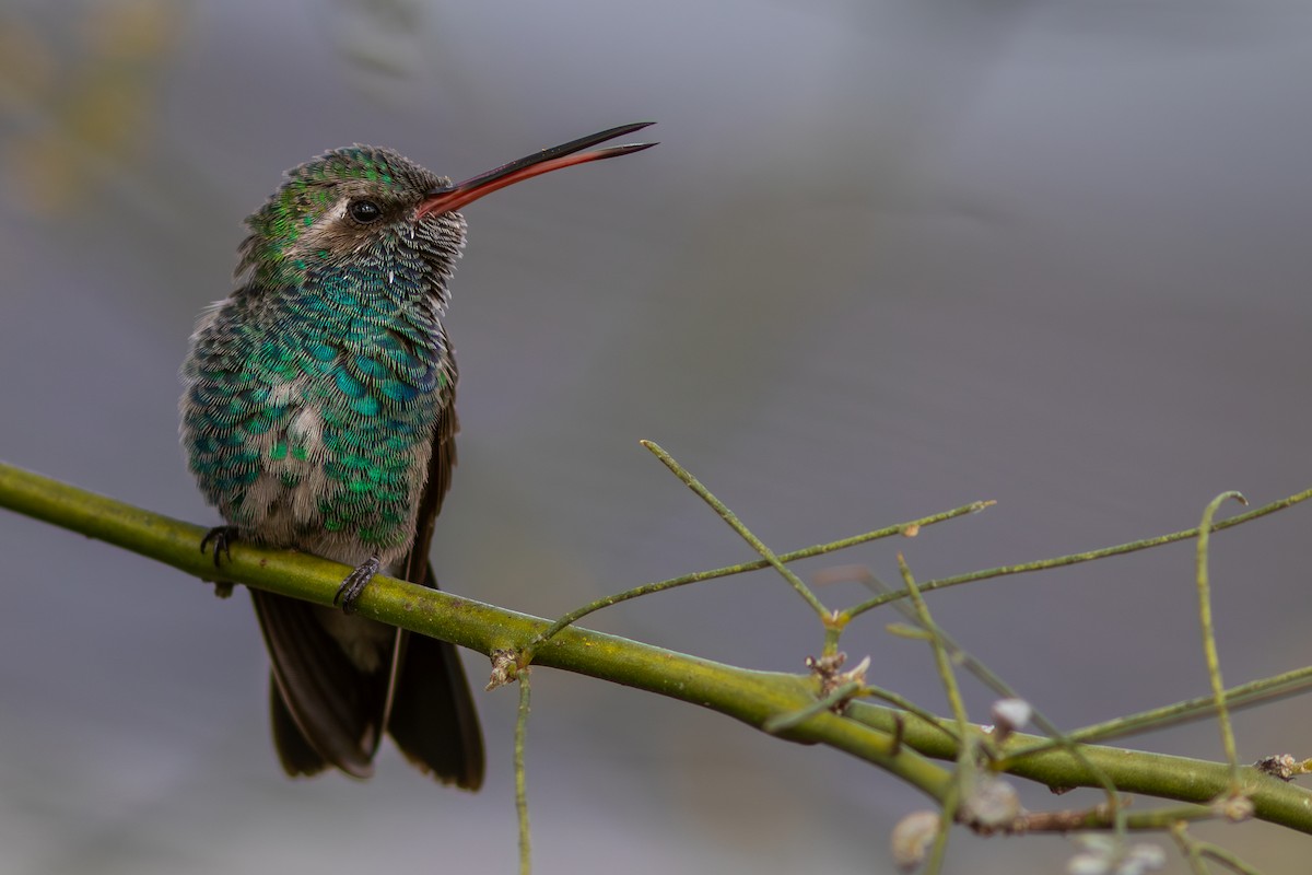 Broad-billed Hummingbird - Max Breshears
