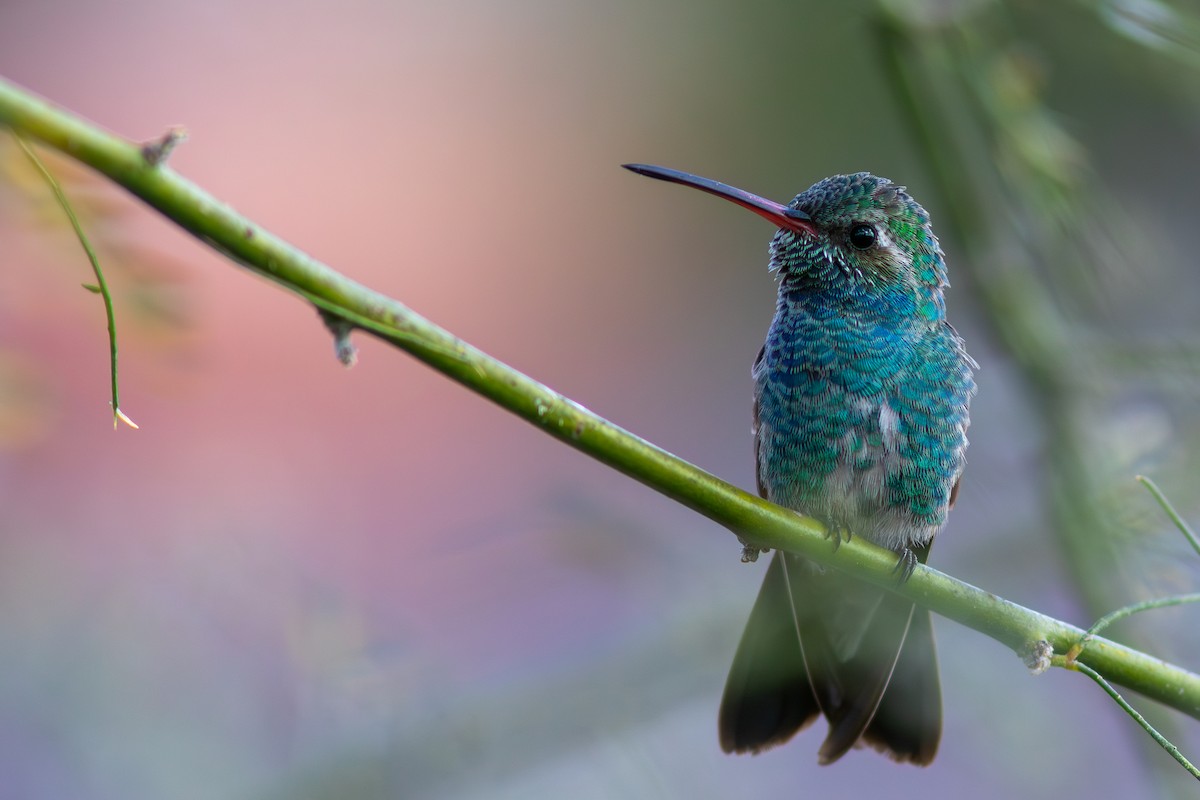 Broad-billed Hummingbird - Max Breshears