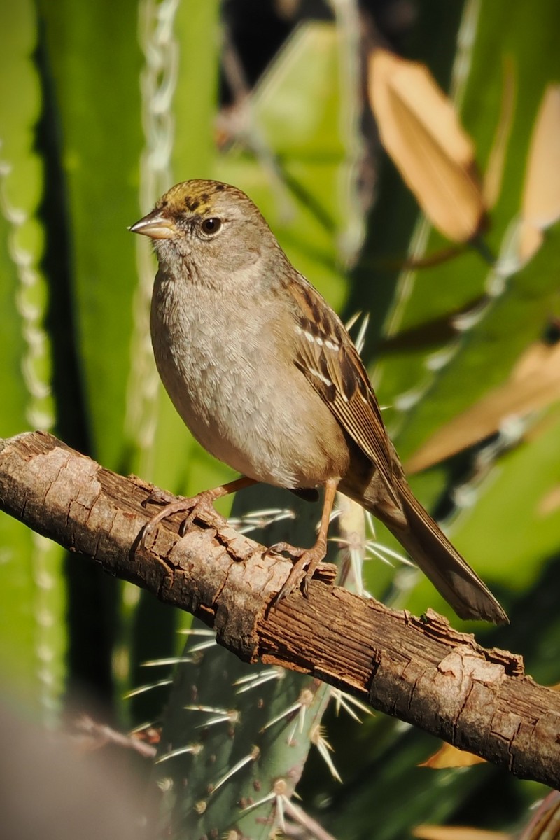 Golden-crowned Sparrow - ML615010814