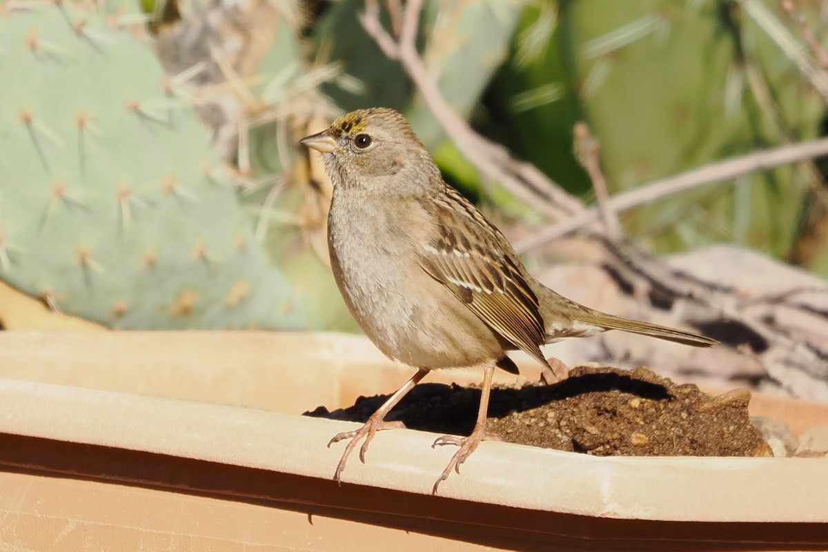 Golden-crowned Sparrow - Tony Battiste