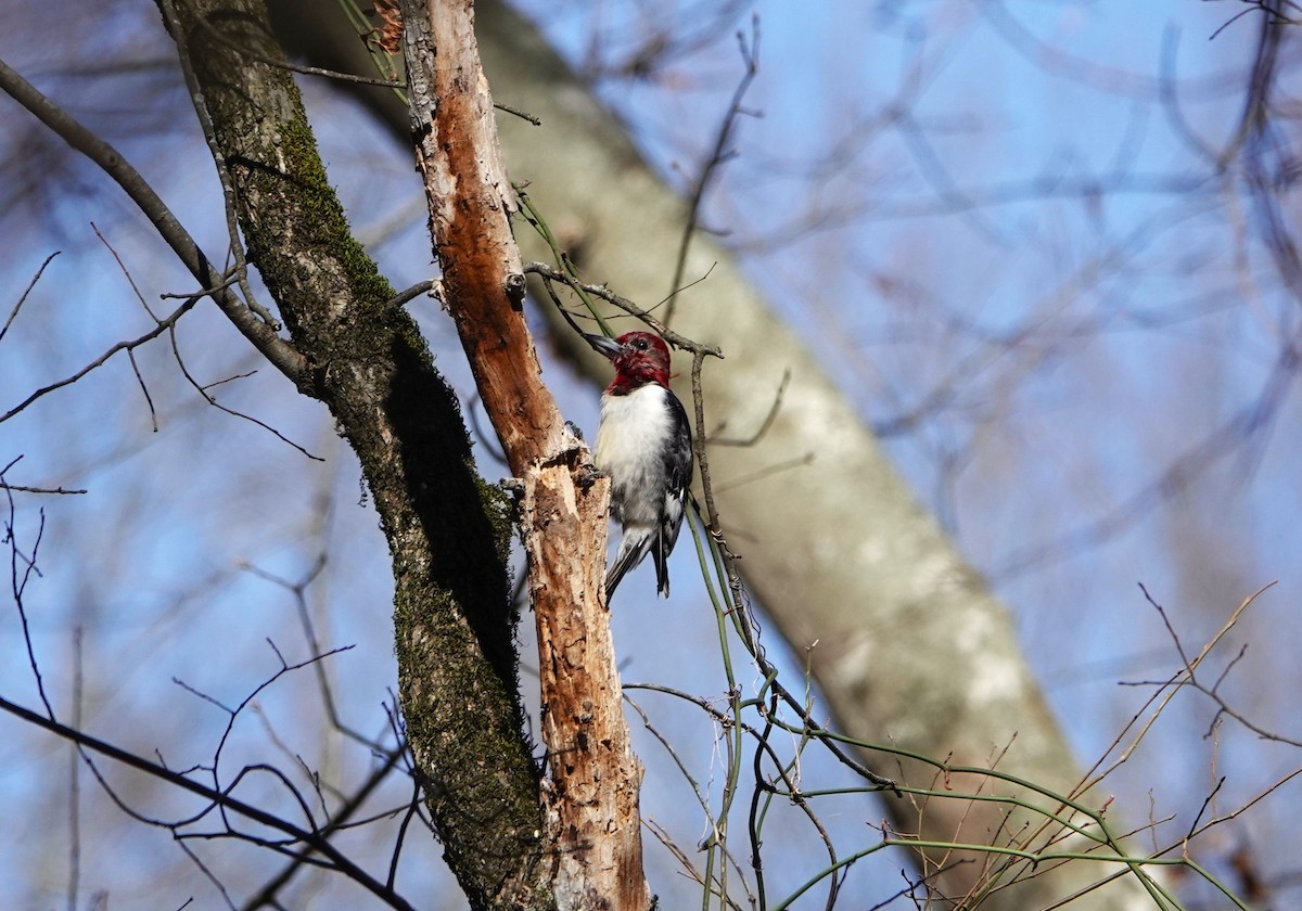 Red-headed Woodpecker - ML615011015