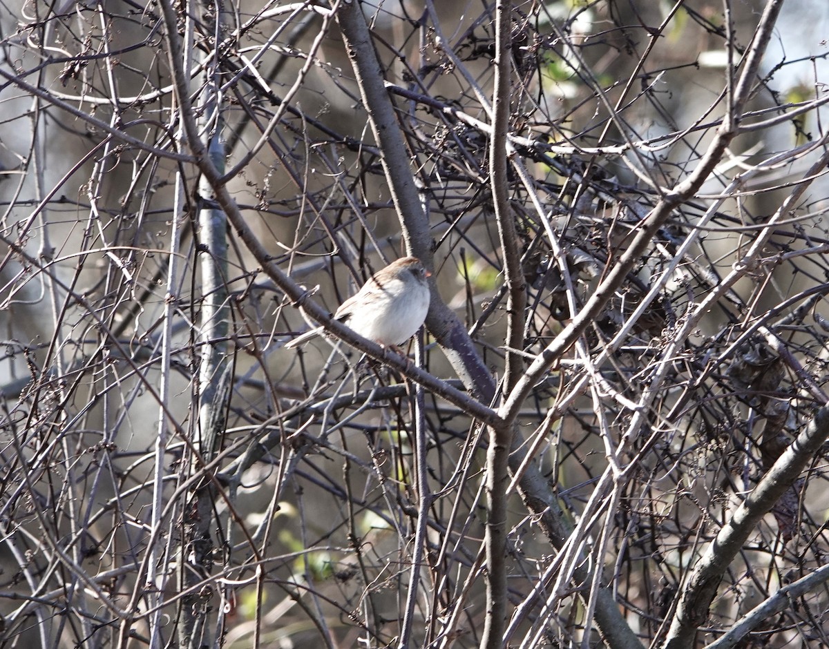 Field Sparrow - ML615011055