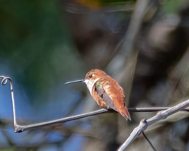 Rufous Hummingbird - ML615011266