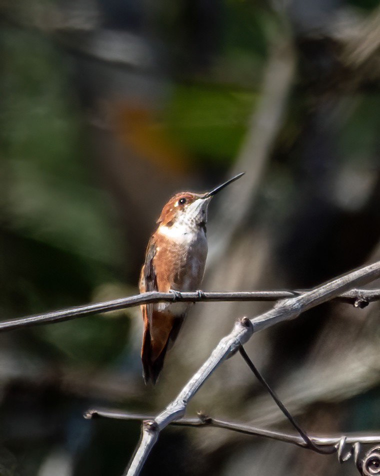 Rufous Hummingbird - ML615011269