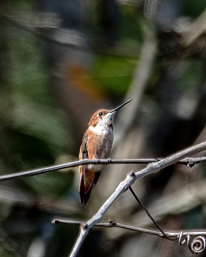 Rufous Hummingbird - ML615011271