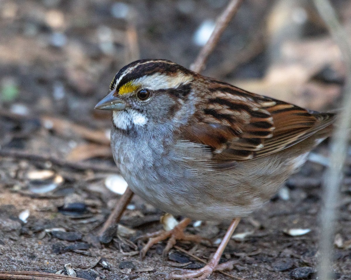 White-throated Sparrow - ML615011296