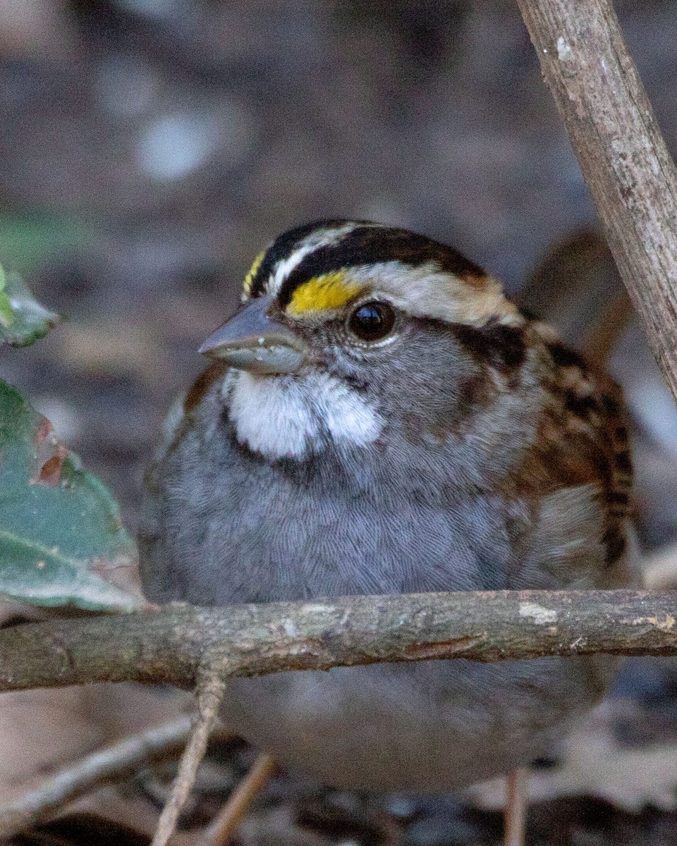 White-throated Sparrow - ML615011306