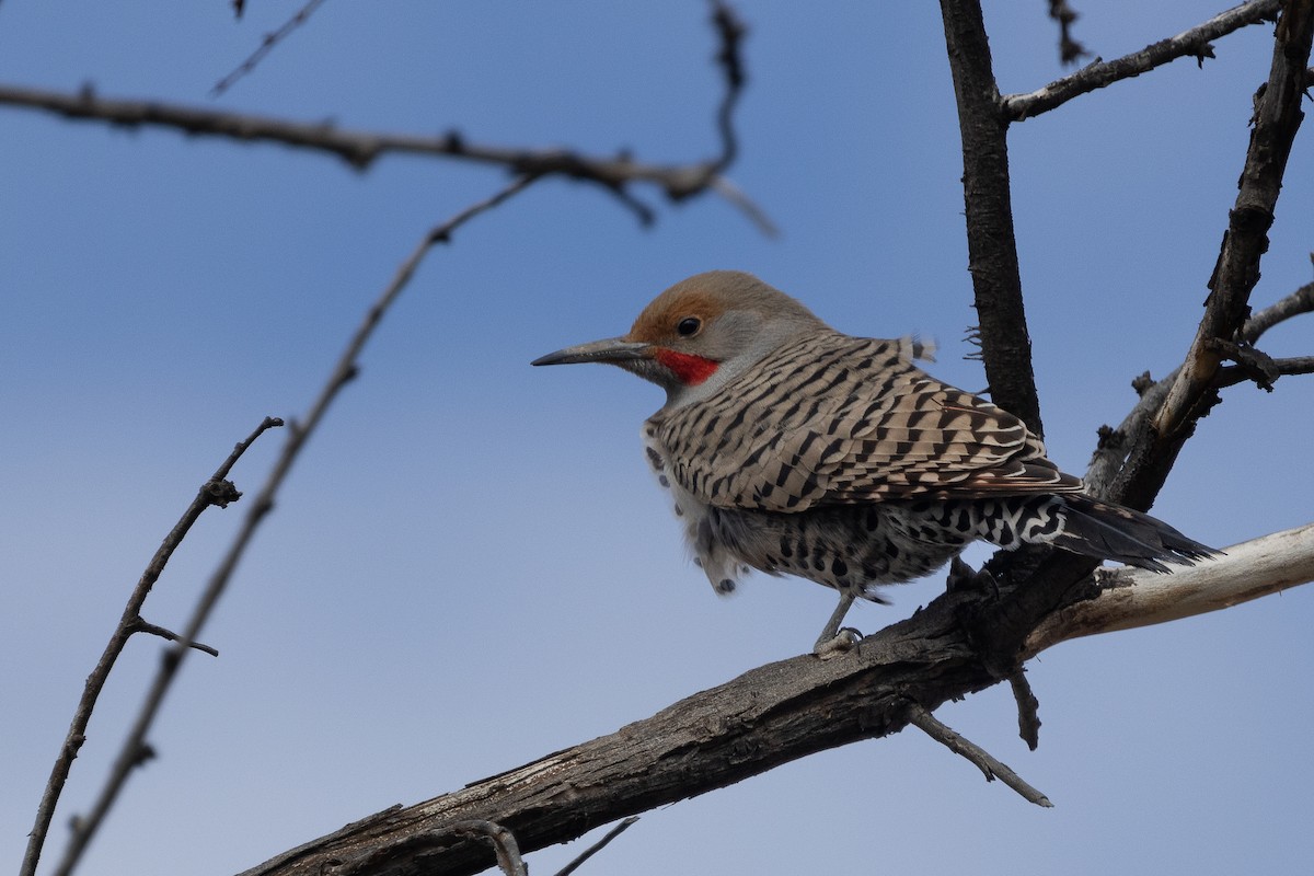 Northern Flicker (Red-shafted) - ML615011610
