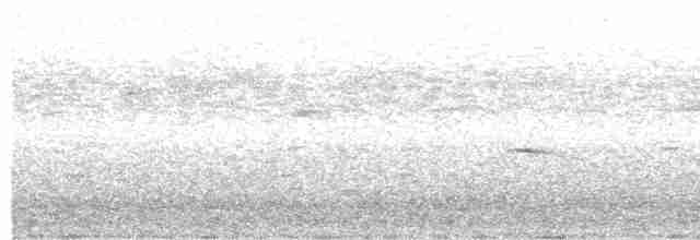 Planalto Tyrannulet - ML615011685