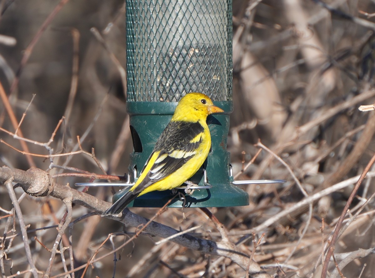 Western Tanager - ML615011900